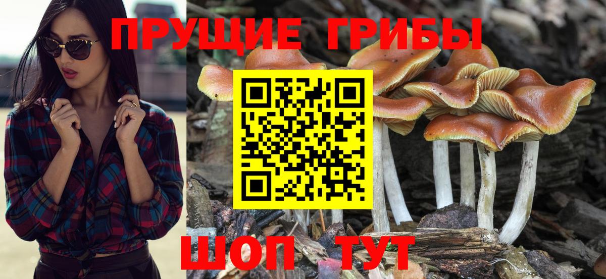 Псилоцибиновые грибы мухоморы Чехов